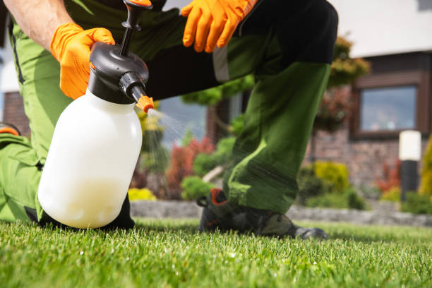 Best Flea Control Services  in Staunton, VA