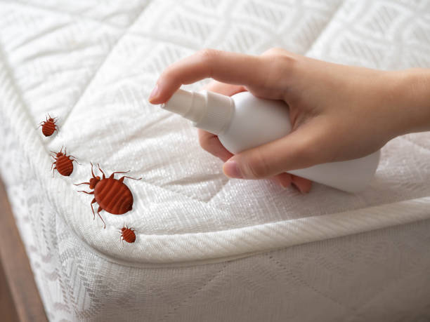 Best Wasp Removal Services  in Staunton, VA