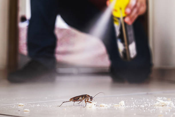 Best Termite Control Services  in Staunton, VA